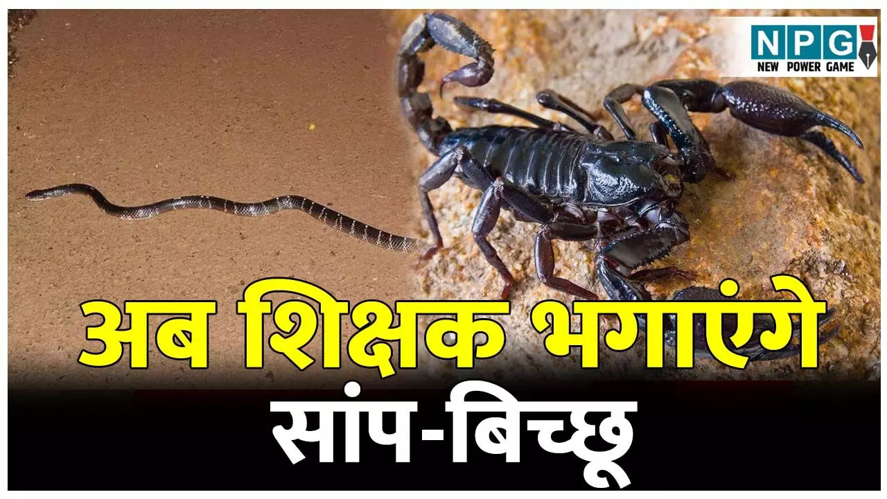 CG School News: आवारा कुत्तों के बाद अब सरकारी और निजी स्कूलों के शिक्षक भगाएंगे सांप, बिच्छू और जहरीले जीव जंतु CG School News: आवारा कुत्तों के बाद अब सरकारी और निजी स्कूलों के शिक्षक भगाएंगे सांप, बिच्छू और जहरीले जीव जंतु