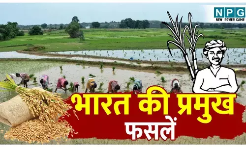 Bharat ki Pramukh fasle: भारत में उगाई जाने वाली 7 मुख्य फसलें और उनके वैज्ञानिक नाम; जानिए कौनसी फसल किस राज्य की है प्रमुख?