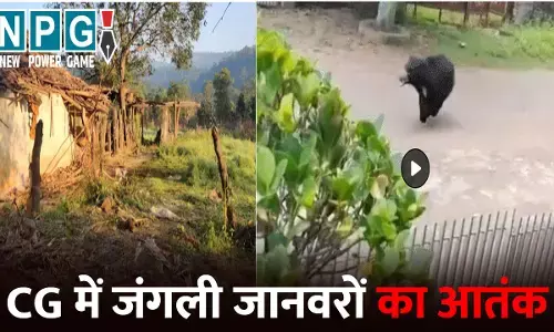 CG News: CG में जंगली जानवरों का आतंक: मॉर्निंग वॉक पर निकले बुजुर्ग पर भालू का हमला, तो वहीं हाथी ने घरों को किया तहस-नहस