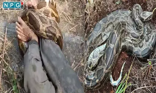 Raigarh News: सीजी में शौच के लिए गये युवक को अजगर ने बनाया शिकार, दर्दनाक मौत, मचा हंडकंप...