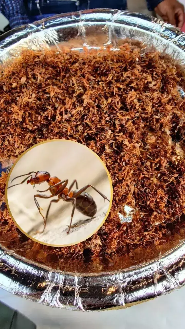 Chapda Chutney Benefits: लाल चींटी की चटनी क्यों मानी जाती है सुपरहेल्दी?