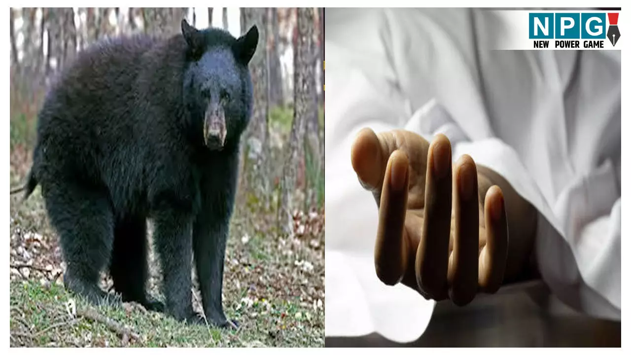 Balrampur Ramanujganj Bear Attack: भालुओं के हमले में बुजुर्ग की मौत, बकरियों के लिए पत्ती लेने गया था जंगल... ग्रामीणों में दहशत Balrampur Ramanujganj Bear Attack: भालुओं के हमले में बुजुर्ग की मौत, बकरियों के लिए पत्ती लेने गया था जंगल... ग्रामीणों में दहशत