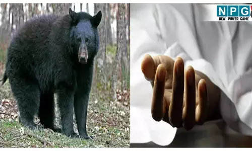 Balrampur Ramanujganj Bear Attack: भालुओं के हमले में बुजुर्ग की मौत, बकरियों के लिए पत्ती लेने गया था जंगल... ग्रामीणों में दहशत