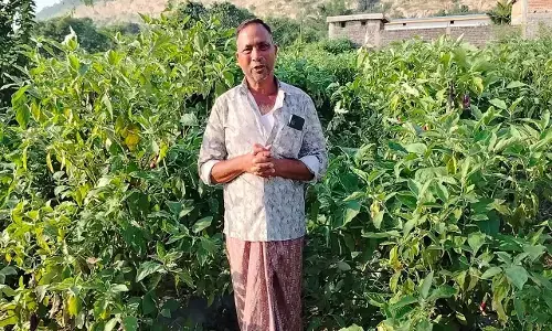 CG Kisan News: ग्राफ्टेड बैंगन से बदली खेती की तस्वीर, राष्ट्रीय बागवानी मिशन योजना ने दी नई दिशा, कम लागत में लाखों की आय...