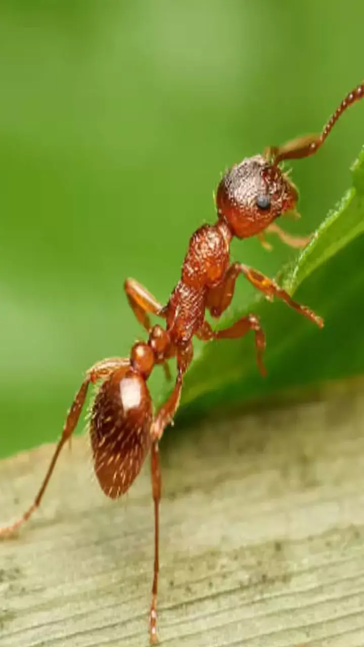 Bastar Chiti Ki Chatni Recipe: बस्तर की लाल चींटी की चटनी कैसे बनती है? जानिए रेसिपी