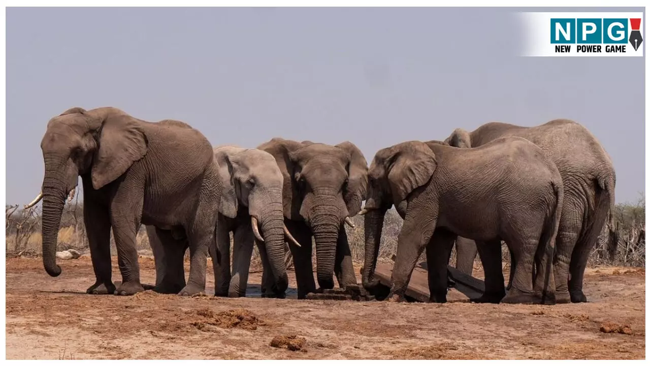 CG Bilaspur News: न्यायधानी के नजदीक पहुंचा हाथी, घर के आंगन में सो रही महिला को कुचल कर मारा, 12 साल का बेटा और एक अन्य ग्रामीण गंभीर