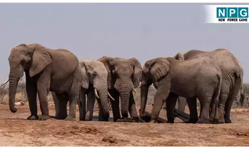 CG Bilaspur News: न्यायधानी के नजदीक पहुंचा हाथी, घर के आंगन में सो रही महिला को कुचल कर मारा, 12 साल का बेटा और एक अन्य ग्रामीण गंभीर