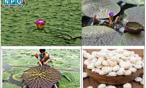 Makhana: मखाना की खेती करने वालों के लिए अच्छी खबर, छत्तीसगढ़ मखाना बोर्ड में शामिल, खेती करने पर 40 और प्रसंस्करण यूनिट पर 50 प्रतिशत अनुदान...