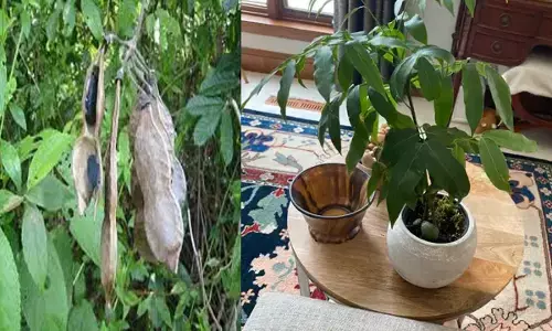 Lucky Bean Tree: आयुर्वेद की संजीवनी, निसंतानों के लिए रामबाण पुत्रजीवक