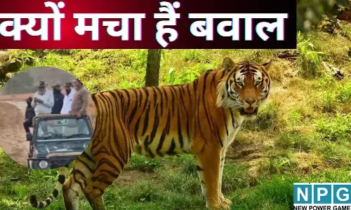 Panna Tiger Reserve Controversy : पन्ना टाइगर रिजर्व में मंत्रियों के टाइगर दीदार पर क्यों मचा हैं बवाल, NTCA ने मांगा जवाब, जानें पूरा मामला