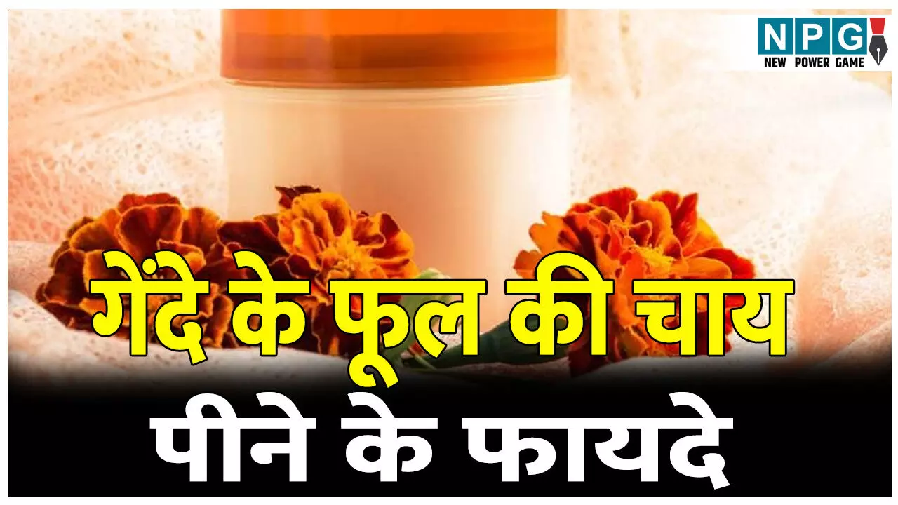gende ke phool ki chai pine ke fayde: पूजा में चढ़ाने वाले गेंदे के फूल से बनाएं चाय; शरीर को मिलेंगे चौंकाने वाले फायदे.. gende ke phool ki chai pine ke fayde: पूजा में चढ़ाने वाले गेंदे के फूल से बनाएं चाय; शरीर को मिलेंगे चौंकाने वाले फायदे..