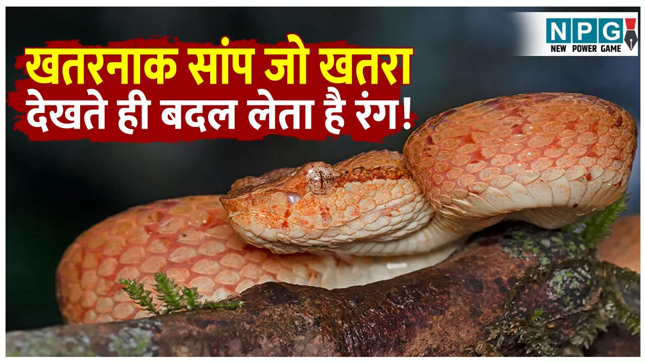 Malabar Pit Viper Details: भारत का ऐसा खतरनाक सांप, जो खतरा देखते ही तुरंत बदल लेता है अपना रंग! जानिए मालाबार पिट वाइपर की खासियत Malabar Pit Viper Details: भारत का ऐसा खतरनाक सांप, जो खतरा देखते ही तुरंत बदल लेता है अपना रंग! जानिए मालाबार पिट वाइपर की खासियत