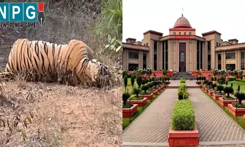 Bilaspur High Court: करंट लगाकर बाघ का शिकार,  नाखून-दांत उखाड़कर ले गए शिकारी,   हाई कोर्ट ने PCCF को नोटिस जारी कर मांगा जवाब