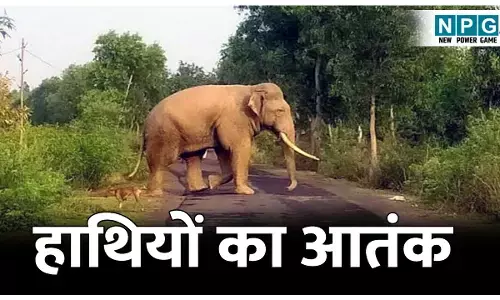 Korba Elephant Attack: हाथी के हमले में लगातार तीसरे दिन हुई मौत, घर में सो रहे ग्रामीण को हाथी ने कुचला