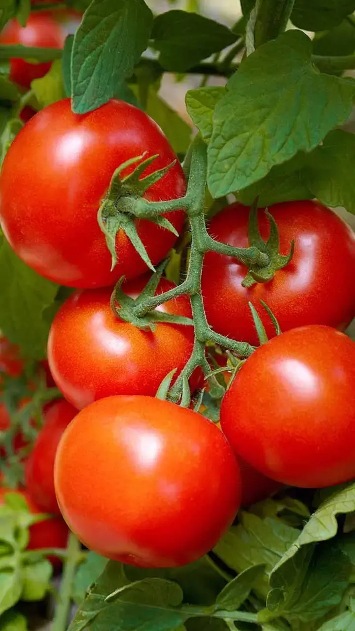 Kya Tamatar Khane Se Pathri Hoti Hai: क्या ज्यादा टमाटर खाने से पथरी होती है?