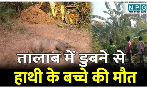 CG News: तालाब में डुबने से हाथी के बच्चे की मौत, रातभर तालाब के आसपास जमा रहा हाथियों का झुंड, बच्चे को तालाब से निकालकर जंगल चले गए हाथी