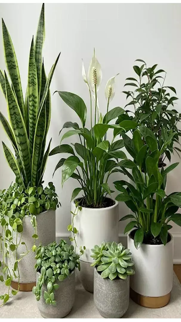 New Year Vastu Tips: नए साल में भूल कर भी घर न लगाए ये पौधें, नहीं तो...