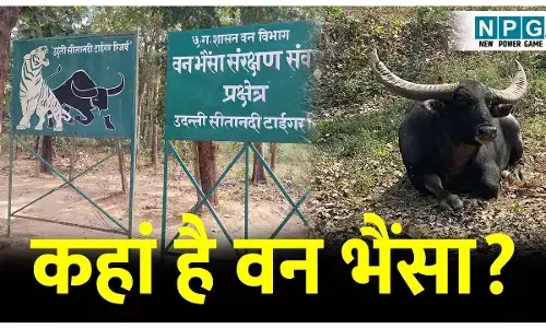 CG Wild Life News: कहां है वन भैंसा? उदंती-सीता नदी टाइगर रिज़र्व से बाहर खदेड़ दिया वन भैंसों को, वन्यजीव प्रेमी नितिन ने किया सनसनीखेज खुलासा, अफसरों से मांगे जवाब....
