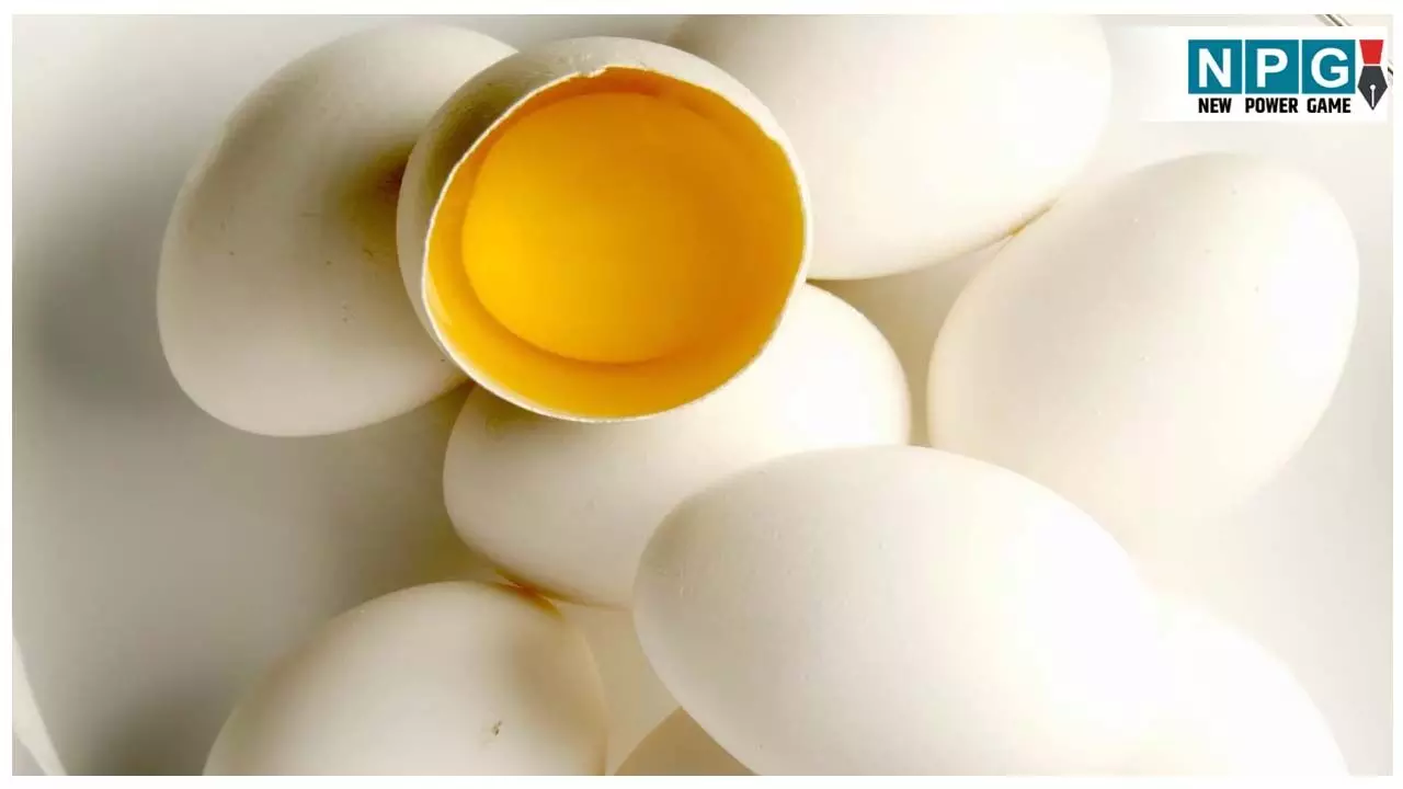Nakli Anda Kaise Pehchane: सावधान! आपकी थाली में कहीं नकली अंडा तो नहीं? इन 5 आसान तरीकों से करें असली-नकली की पहचान Nakli Anda Kaise Pehchane: सावधान! आपकी थाली में कहीं नकली अंडा तो नहीं? इन 5 आसान तरीकों से करें असली-नकली की पहचान