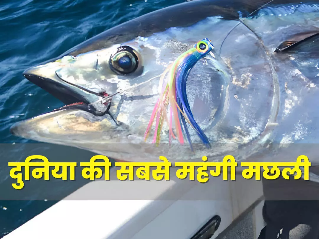 Most Expensive Fish Auction: दुनिया की सबसे महंगी मछली, 28 करोड़ से ज्यादा में बिकी ब्लूफिन टूना, जानिए क्यों है इतनी खास? Most Expensive Fish Auction: दुनिया की सबसे महंगी मछली, 28 करोड़ से ज्यादा में बिकी ब्लूफिन टूना, जानिए क्यों है इतनी खास?