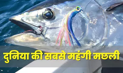 Most Expensive Fish Auction: दुनिया की सबसे महंगी मछली, 28 करोड़ से ज्यादा में बिकी ब्लूफिन टूना, जानिए क्यों है इतनी खास?