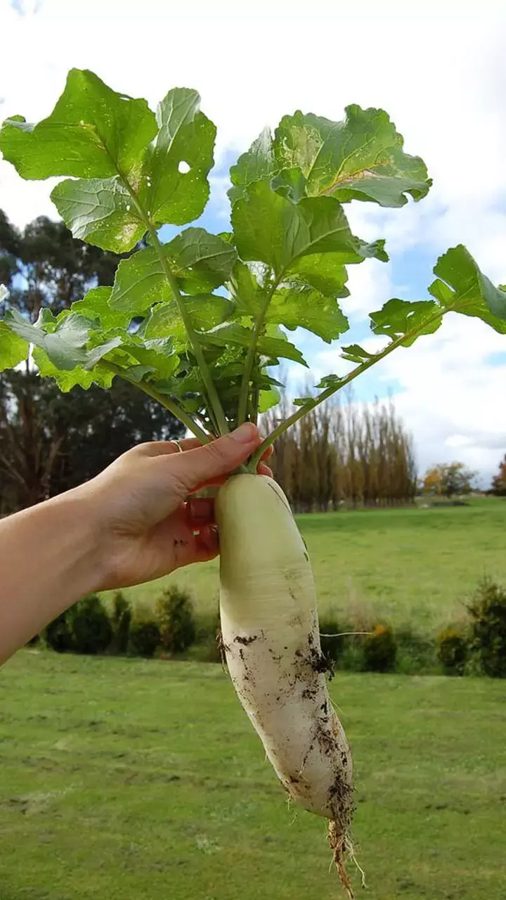 Mooli For Sperm Count: यौन इच्छा और स्पर्म काउंट बढ़ाने के लिए मूली कैसे खाएं?