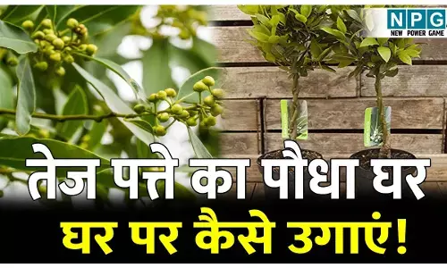 Tej patte ke ped ko gamle mein kaise lagaen: तेज पत्ते के पेड़ को घर पर कैसे उगाएं। क्या है इस पौधे को उगाने का सही समय और उचित तरीका!