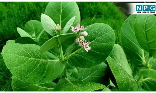 Aak Ke Patte ke Fayde: घर के आस पास उगने वाला यह चमत्कारी पौधा, शुगर और बवासीर के लिए है रामबाण इलाज; जानिए आक के पत्तों के चमत्कारी फायदे!