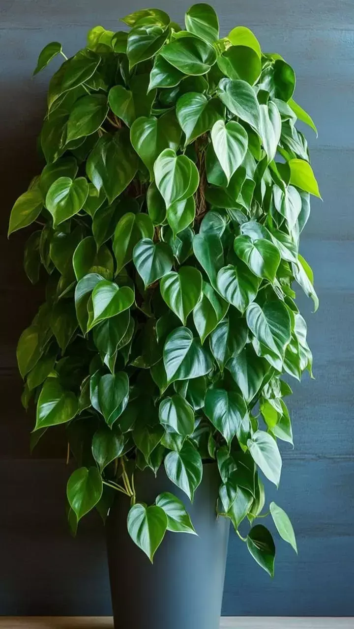 Money Plant Lagane Ki Disha: घर में मनी प्लांट किस दिशा में लगाना चाहिए?