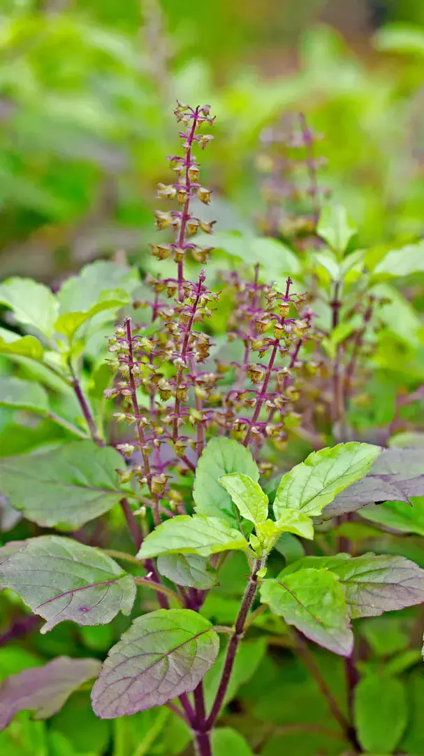 Ravivar Ko Tulsi Todna Chahiye Ya Nahi: रविवार को तुलसी तोड़ना चाहिए या नहीं?