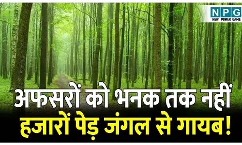 Bilaspur High Court: ये तो गजब हो गया: वन अफसरों को भनक तक नहीं लगी और साढ़े पांच हजार पेड़ जंगल से हो गए गायब! पढ़िए क्या है मामला