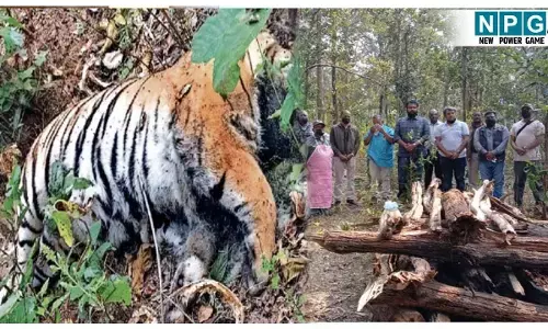 CG Wildlife News: टाइगर रिजर्व में दो बाघों के बीच संघर्ष, एक की मौत, पीएम के बाद शव को दफनाया