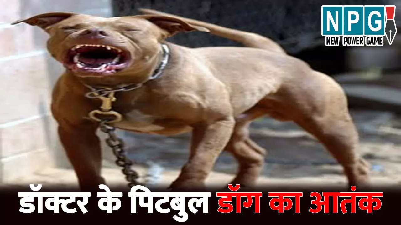 Raipur Crime News: रायपुर में डॉक्टर के पिटबुल डॉग का आतंक..पेमेंट लेने पहुंचे युवक को काटकर किया लहूलुहान, मालिक पर FIR ... Raipur Crime News: रायपुर में डॉक्टर के पिटबुल डॉग का आतंक..पेमेंट लेने पहुंचे युवक को काटकर किया लहूलुहान, मालिक पर FIR ...