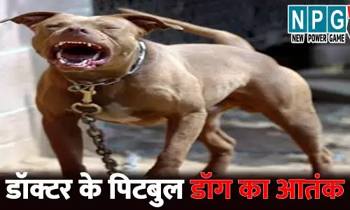 Raipur Crime News: रायपुर में डॉक्टर के पिटबुल डॉग का आतंक..पेमेंट लेने पहुंचे युवक को काटकर किया लहूलुहान, मालिक पर FIR ...