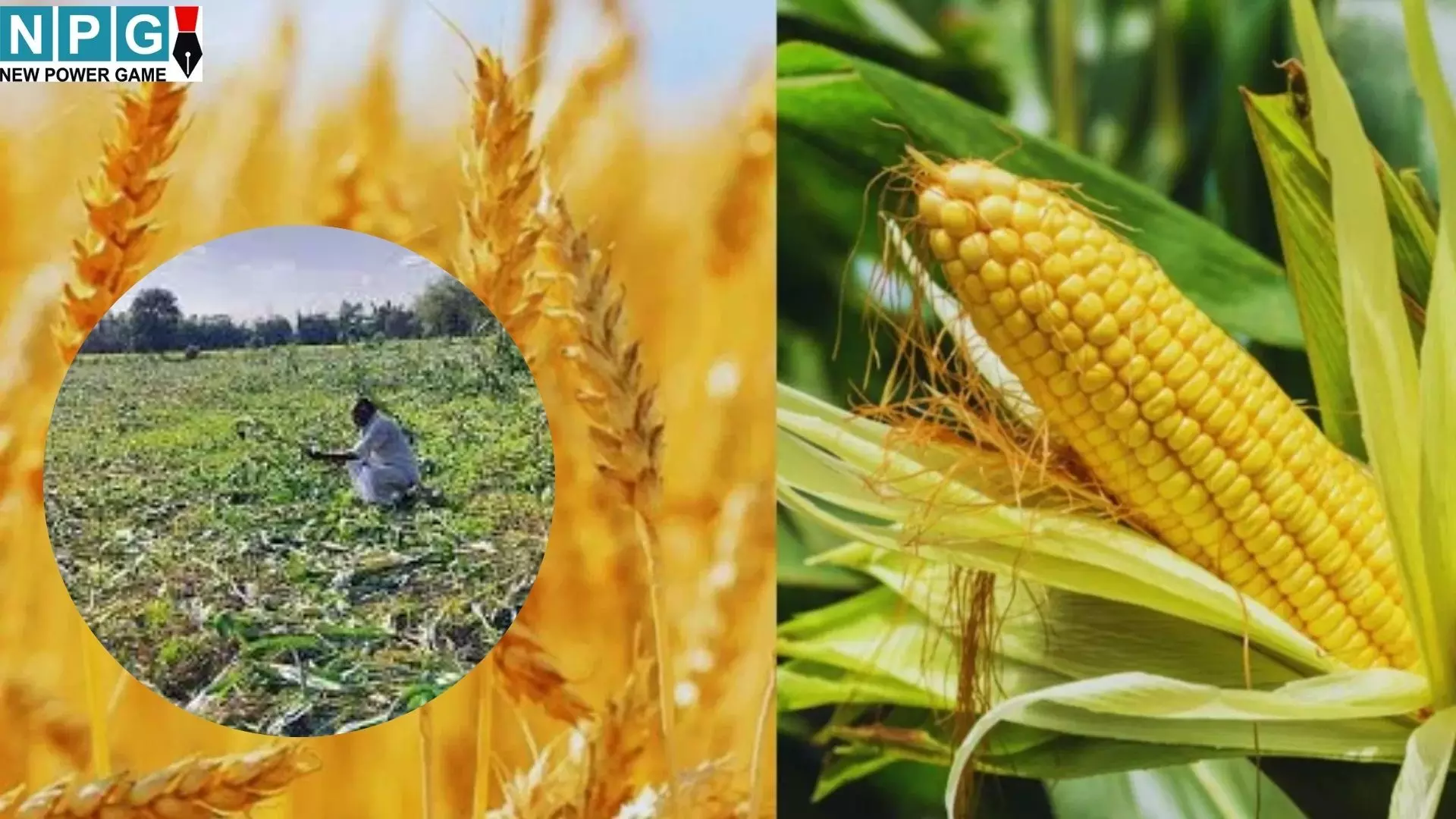 MP Khargone News : आसमानी आफत : मक्का और गेहूं की फसलें पूरी तरह चौपट, मुआवजे की गुहार MP Khargone News : आसमानी आफत : मक्का और गेहूं की फसलें पूरी तरह चौपट, मुआवजे की गुहार