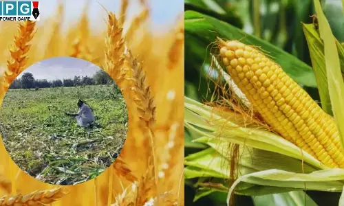 MP Khargone News : आसमानी आफत : मक्का और गेहूं की फसलें पूरी तरह चौपट, मुआवजे की गुहार