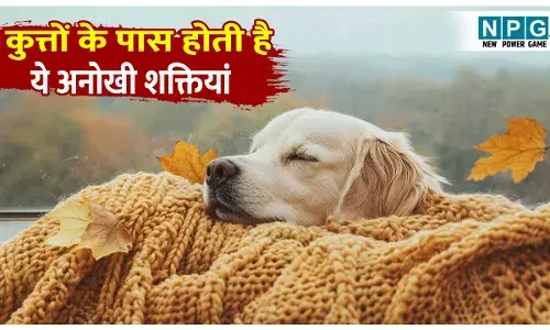 Kutto ki anokhi shaktiya: सिर्फ प्यारे ही नहीं, असली जीनियस तो कुत्ते ही होते है! जानिए कुत्तों की अद्भुत शक्तियों के बारे में...