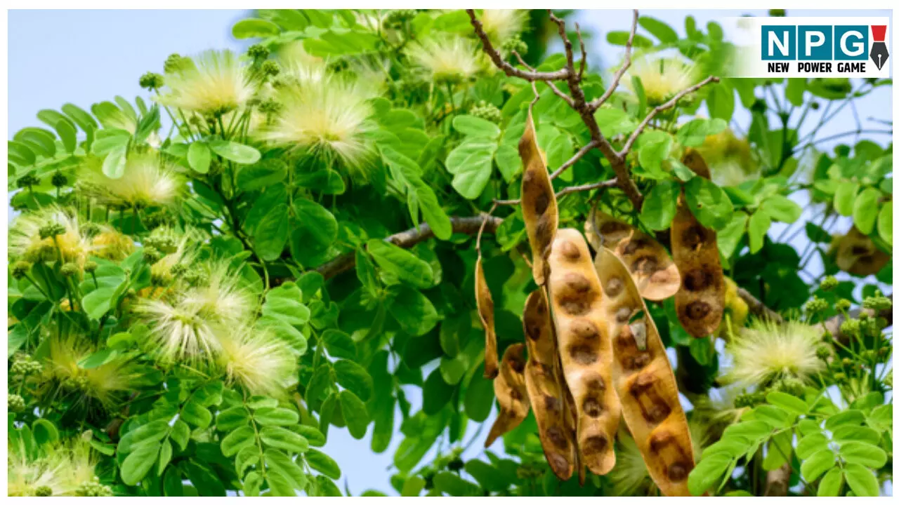 Shirisha ke sevan ke Fayde: माइग्रेन, दमा और मसूड़ों की समस्याओं के लिए है रामबाण औषधि; जानिए शिरीष वृक्ष के चमत्कारिक औषधीय गुण! Shirisha ke sevan ke Fayde: माइग्रेन, दमा और मसूड़ों की समस्याओं के लिए है रामबाण औषधि; जानिए शिरीष वृक्ष के चमत्कारिक औषधीय गुण!