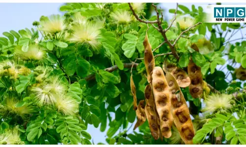 Shirisha ke sevan ke Fayde: माइग्रेन, दमा और मसूड़ों की समस्याओं के लिए है रामबाण औषधि; जानिए शिरीष वृक्ष के चमत्कारिक औषधीय गुण!