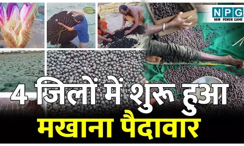 CG News: छत्तीसगढ़ में मखाना: इन 4 जिलों में शुरू हुआ मखाना पैदावार, धान से कई गुना अधिक आमदनी