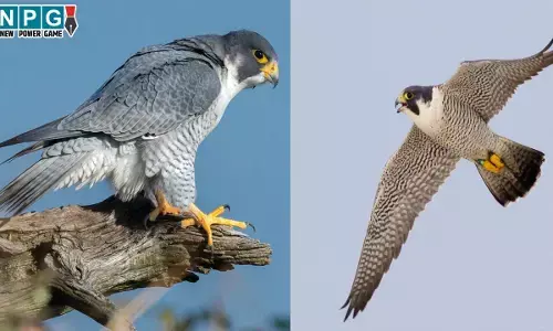 Peregrine Falcon: CG में दिखा दुनिया का सबसे तेज़ उड़ने वाला पक्षी पेरेग्रीन फाल्कन, आसमान का कहा जाता है चीता...