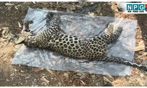 CG Wildlife News: कुएं में गिरा तेंदुआ, मौत; पढ़िये क्या बनी वजह