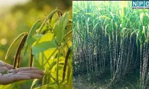 UP Agriculture Model : खेती का नया मॉडल : गन्ने के साथ सरसों-मूंग की डबल पैदावार,अब किसानों की होगी बंपर कमाई, जानें कैसे