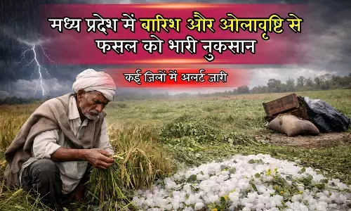 MP Weather : मौसम ने रुलाया किसानों को ! कड़ाके की ठंड, बारिश और ओलावृष्टि से किसानों के फसल बर्बाद