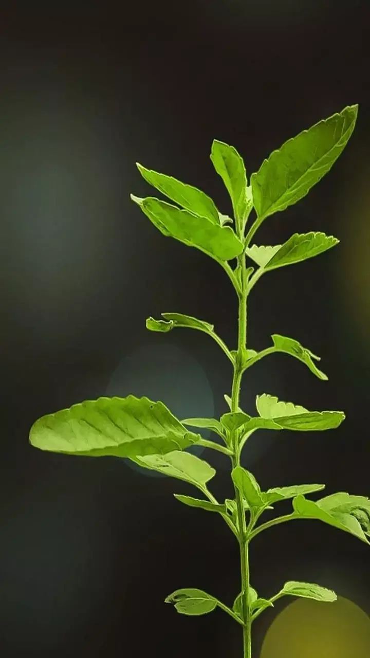 Tulsi Ka Pani Pine Ke Fayade: तुलसी का पानी पीने से क्या होता है?