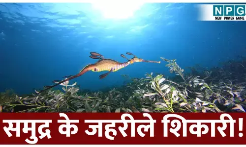 Sabse jahrile samudri jeev: नीले समुद्र के अंदर छुपे होते हैं ये जहरीले शिकारी। जानिए दुनिया के सबसे जहरीले समुद्री जीवों के बारे में!