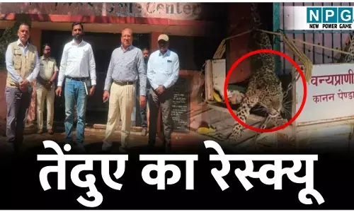 CG Wildlife News: तेंदुए का रेस्क्यू: शिकारी के जाल में फंसे तेंदुए को ऐसे बचाया गया, पढ़िए जंगल से तेंदुए के रोमांचक ऑपरेशन की कहानी...