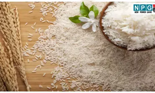 Duniya ka sabse mahanga chawal kaun sa hai: दुनिया का नंबर 1 लग्जरी राइस; कीमत जान पैरों तले खिसक जाएगी जमीन...