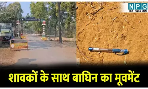 CG Wild Life News: शावकों के साथ बाघिन का मूवमेंट, मवेशी का किया शिकार, तालाब के किनारे मिला पग मार्क...