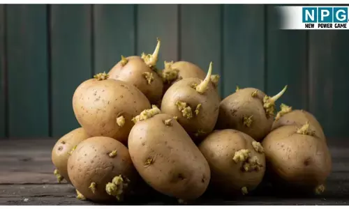 Ankurit aalu ko kha sakte hain ya nahin: हरे और अंकुरित आलू खाना सही या नुकसानदेह? जानें सच्चाई और आलू को स्टोर करने का सही तरीका...